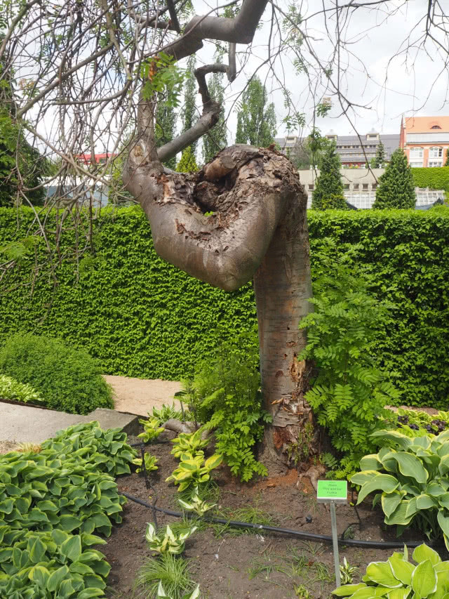 pomnik historii, wygięty pień