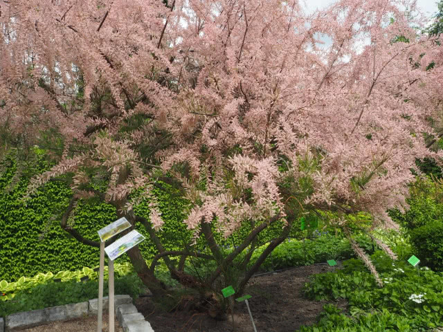 Tamaryszek drobnokwiatowy, jasnofioletowy krzew