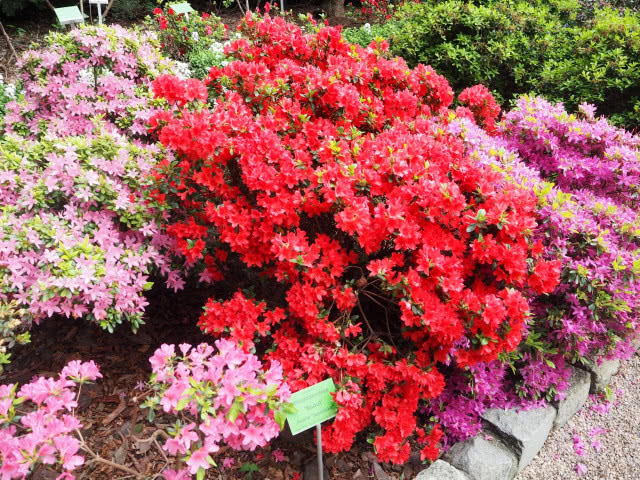 kępy czerwonych i różowych azalii
