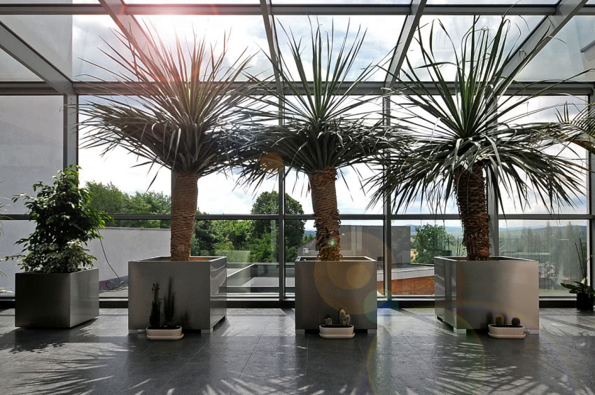 Palny w ogrodzie zimowym