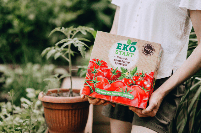 nawóz do pomidorów, sadzonki pomidorów w doniczce