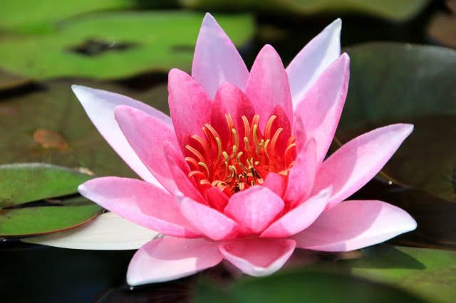 kwiat nenufaru z bliska