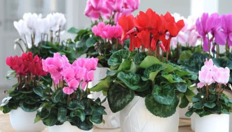 Cyklamen perski - popularnie nazywany fiołkiem alpejskim