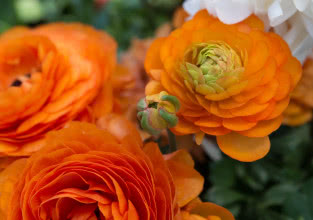 Uprawa jaskrów w domu i ogrodzie - pielęgnacja, rozmnażanie, odmiany