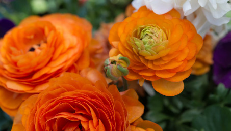 Uprawa jaskrów w domu i ogrodzie - pielęgnacja, rozmnażanie, odmiany