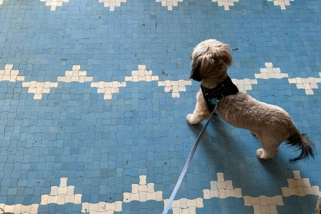 posadzka niebieskie gorseciki