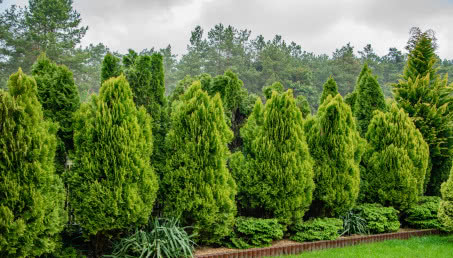 Nie tylko tuje! Jakie rośliny posadzić przy płocie?