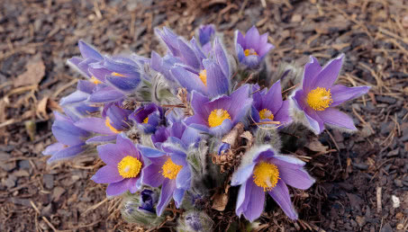 Europejska bylina - sasanka zwyczajna