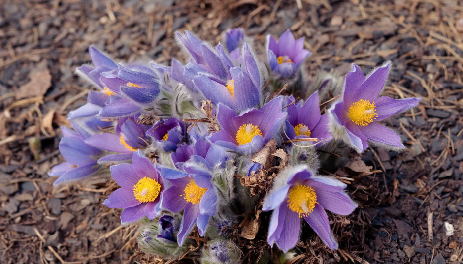 Europejska bylina - sasanka zwyczajna