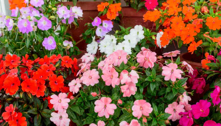 Jak kwitnie niecierpek? Uprawa, pielęgnacja, rozmnażanie