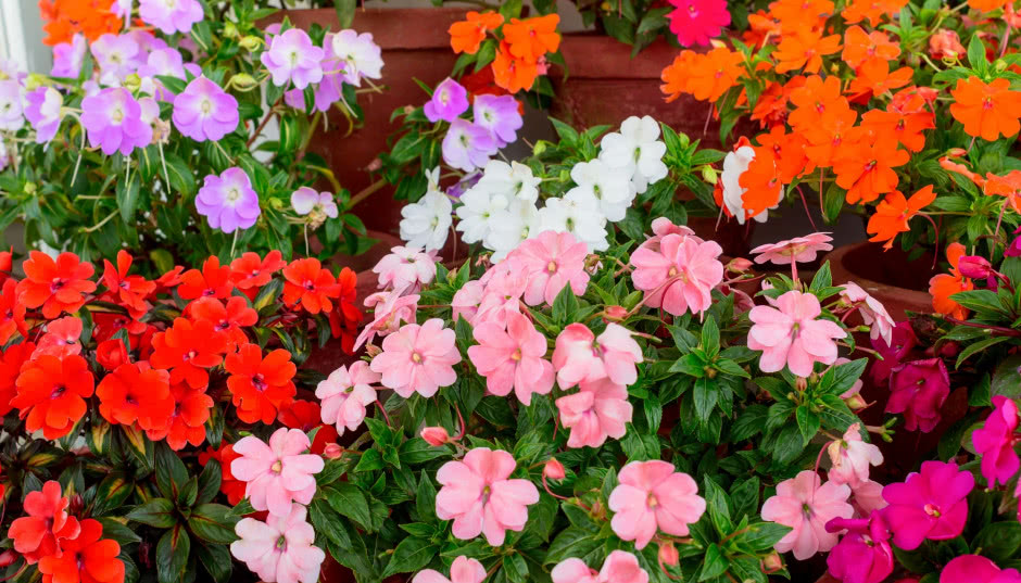 Jak kwitnie niecierpek? Uprawa, pielęgnacja, rozmnażanie