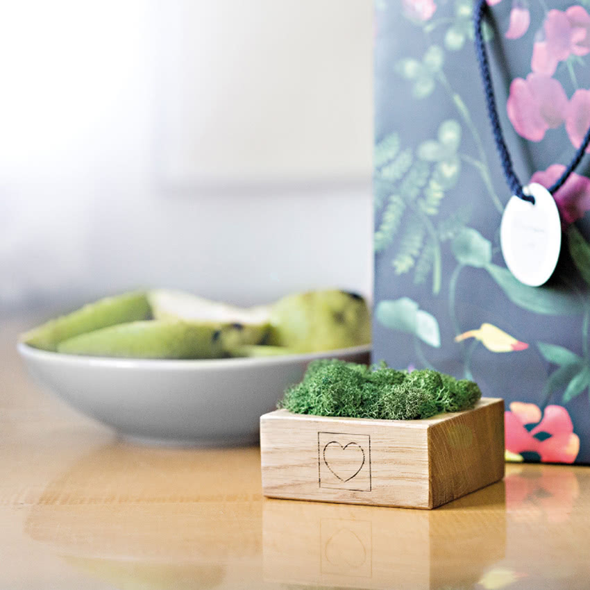 Porost pobrany z lasu i osadzony w dębowej...