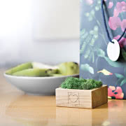 Porost pobrany z lasu i osadzony w dębowej...