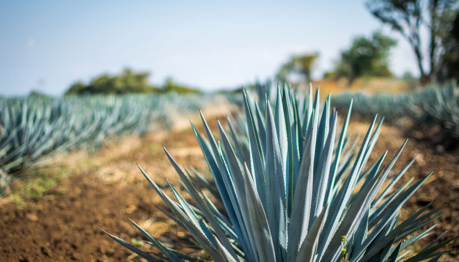 Agawa w ogrodzie - odmiany, uprawa, pielęgnacja