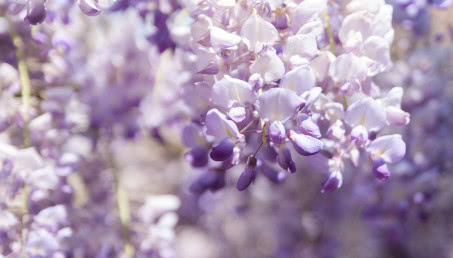 Kiedy kwitnie wisteria? Najlepszy czas na sadzenie