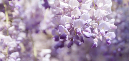 Kiedy kwitnie wisteria? Najlepszy czas na sadzenie