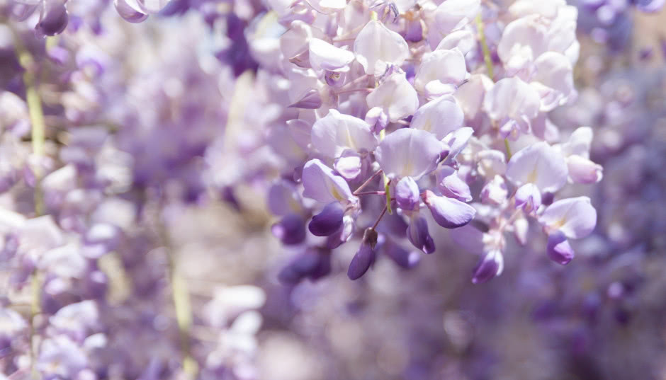 Kiedy kwitnie wisteria? Najlepszy czas na sadzenie