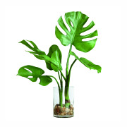 Kwiat monstery, HK Living