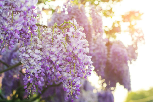 fioletowy kwiat wisteria