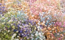 Kolorowe bukiety z gipsówki podbijają internet! Ile kosztują i jak wyhodować własne kwiaty w ogrodzie?