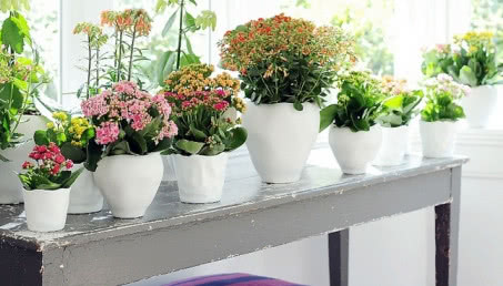 Kwitnące rośliny w naszym domu