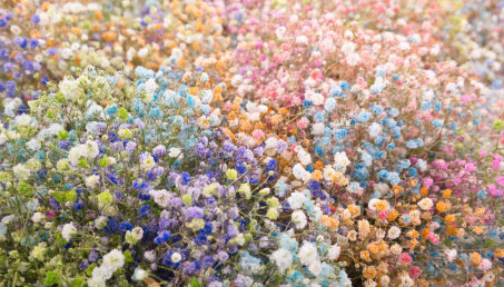 Kolorowe bukiety z gipsówki podbijają internet! Ile kosztują i jak wyhodować własne kwiaty w ogrodzie?