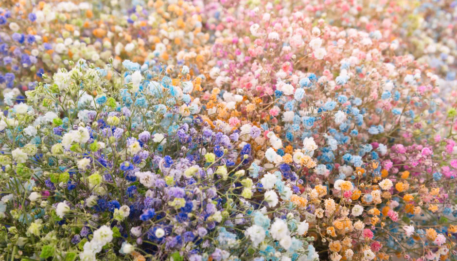 Kolorowe bukiety z gipsówki podbijają internet! Ile kosztują i jak wyhodować własne kwiaty w ogrodzie?