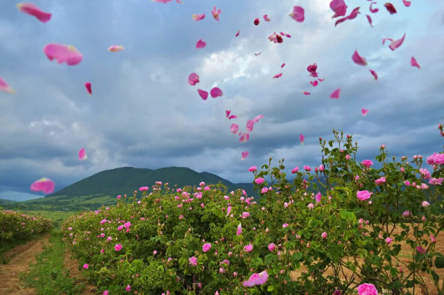 na tle gór płatki róż porwane przez wiatr