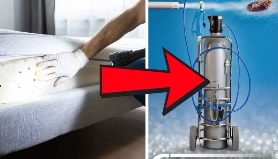 Wymrażanie pluskiew metodą Cryonite - efekty nawet po jednym zabiegu!