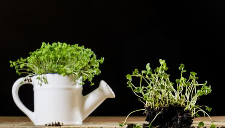 Ile rośnie rzeżucha? Sprawdź, czy zdążysz ją zasiać przed Wielkanocą!