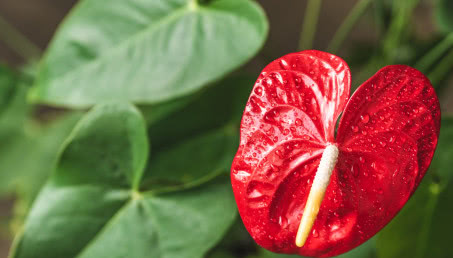 Anturium w doniczce - uprawa, choroby, odmiany