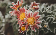 Jak zabezpieczyć kwiaty na zimę?