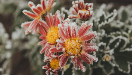Jak zabezpieczyć kwiaty na zimę?