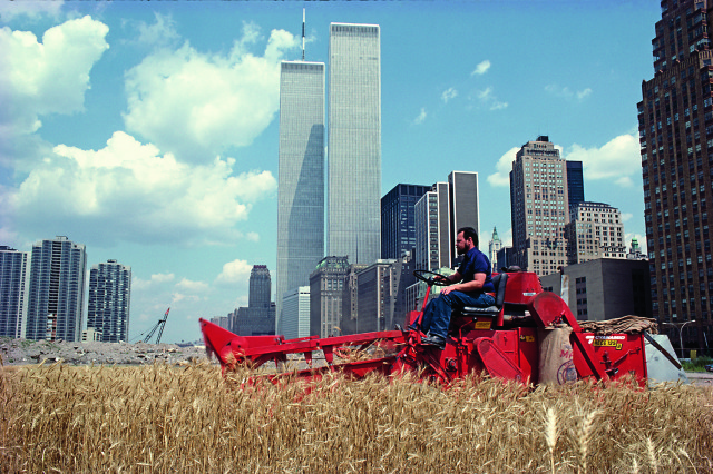 Agnes Denes, „Pole pszenicy – konfrontacja: wysypisko śmieci Battery Park,
Dolny Manhattan", 1982, dokumentacja fotograficzna Type-C print, 57,8 x 73 cm
© artystka i Leslie Tonkonow Artworks + Projects, New York