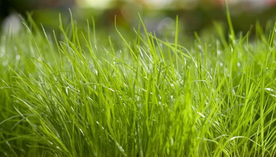 Piękny trawnik w ogrodzie