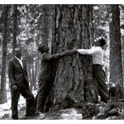 Listone Giordano, Las Fontaines, cykl życia lasu