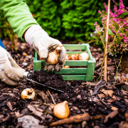 Jesień to dobry termin na sadzenie drzew...