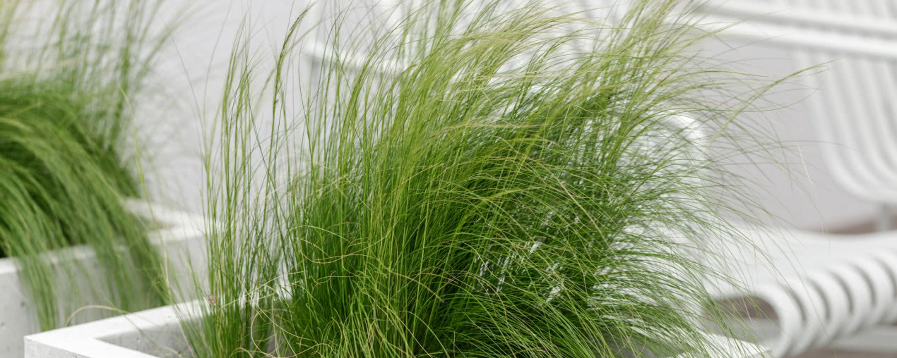 Trawy ozdobne na taras - jakie gatunki można trzymać w doniczkach?