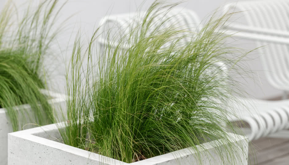 Trawy ozdobne na taras - jakie gatunki można trzymać w doniczkach?