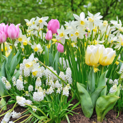 Jesień to dobry termin na sadzenie drzew...