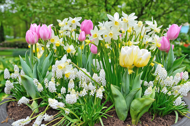 wiosenne kwiaty sadzone jesienią
