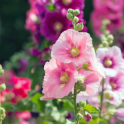 Jesień to dobry termin na sadzenie drzew...