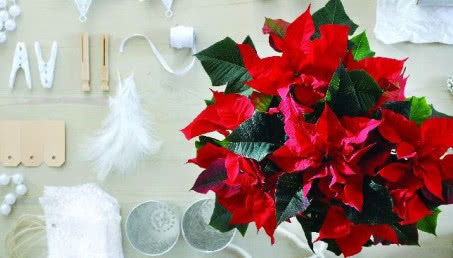 Świąteczne dekoracje z poinsecji - jak zrobić - krok po kroku