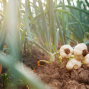 Jesień to dobry termin na sadzenie drzew...