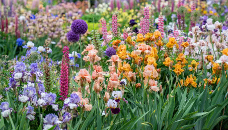 Irysy w ogrodzie i doniczce - jak i kiedy sadzić? Uprawa kosaćców, która zapewni piękne kwiaty