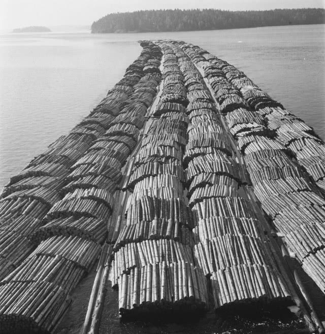 Praca Ahmeda Al-Nawas i Minna Henrikssona wskazuje na kondycję lasów. Zdjęcie Teuvo Kanerva.