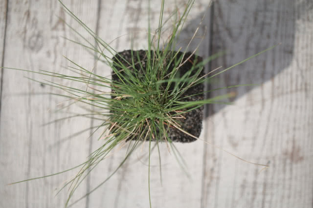 trawy ozdobne w doniczce na tarasie