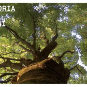 Listone Giordano, Las Fontaines, cykl życia lasu