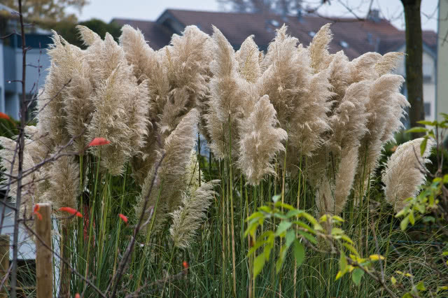 trawy ozdobne w doniczce na tarasie