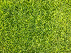 zielona trawnik w ogrodzie